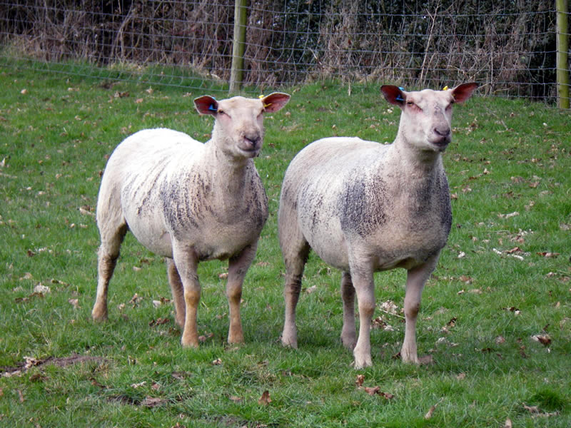 2 Shearling Ewes 2 Shearling Ewes